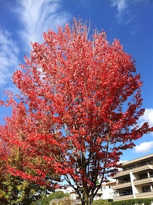 A tree on lake washington blvd. in fall